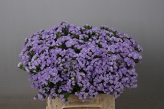 Limonium Sinuatum Donau Birds 40cm 15gr.