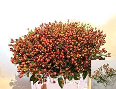 Rosa Magical Miracle 60cm