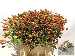 Rosa Magical Miracle 40cm