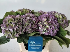 Hydrangea Verena Blue Classic 75cm 17-19cm Hd