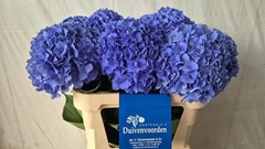 Hydrangea Pimpernel 80cm 18-20cm Hd