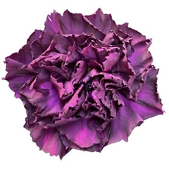 Dianthus Single Moontea 70cm