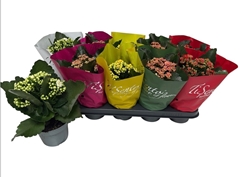 Kalanchoe Double Mix 12Ø 25cm