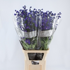 Delphinium Double Delphi's Power 110cm