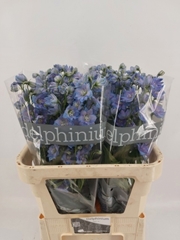 Delphinium Double Delphis Blue Power 80cm