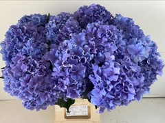 Hydrangea Royal Breeze Blue 65cm 14-16cm Hd
