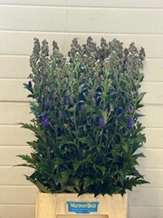 Aconitum Carmichaelii Arendsii 95cm