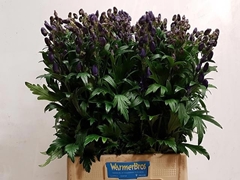 Aconitum Carmichaelii Arendsii 75cm