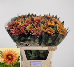 Chrysanth Single Tula Copper 80cm 110gr.