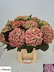 Hydrangea Royal Love Classic 80cm 22-24cm Hd