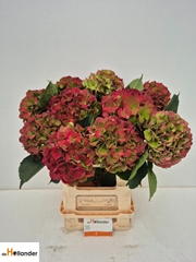 Hydrangea Royal Palace Classic 60cm 13-15cm Hd