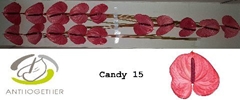 Anthurium Candy 8cm Hd
