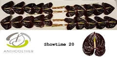 Anthurium Showtime 9cm Hd