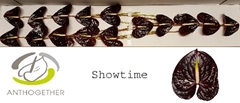 Anthurium Showtime 8cm Hd