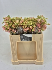 Delphinium Single Pink Sensation 50cm