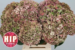 Hydrangea Rodeo Red Classic 60cm 18-20cm Hd