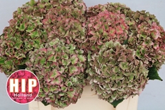 Hydrangea Rodeo Red Classic 50cm 16-18cm Hd