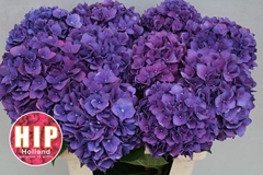 Hydrangea Rodeo Purple 60cm 16-18cm Hd