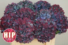 Hydrangea Pimpernel Classic 50cm 18-20cm Hd