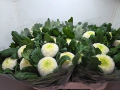 Chrysanth Single Ping Pong 75cm 75gr.
