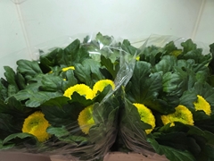 Chrysanth Single Golden Ping Pong 75cm 80gr.