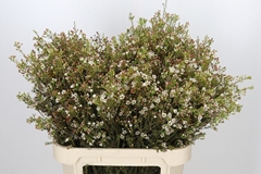 Chamelaucium Blondie 80cm 40gr.