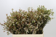 Chamelaucium Blondie 60cm 40gr.