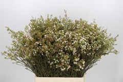Chamelaucium Blondie 60cm 30gr.