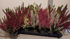 Calluna Beauty Ladies Mix 9Ø 25cm