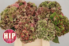 Hydrangea Rodeo Red Classic 40cm 12-14cm Hd