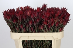Leucadendron Salignum Blush 70cm Spray