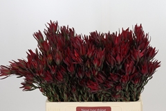 Leucadendron Salignum Blush 60cm Spray