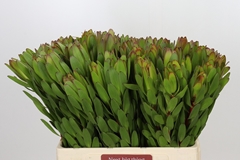 Leucadendron Safari Goldstrike 60cm