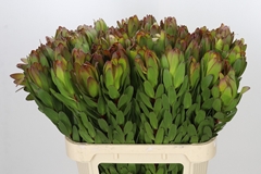 Leucadendron Safari Goldstrike 80cm