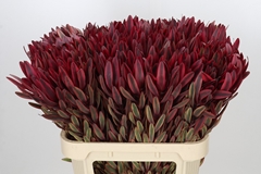 Leucadendron Jester 80cm
