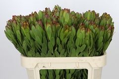 Leucadendron Safari Goldstrike 70cm