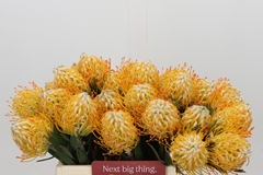 Leucospermum Goldie 35cm