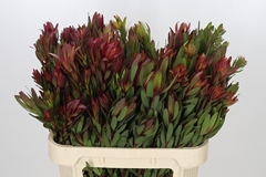 Leucadendron Safari Sunset 80cm Spray