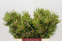 Leucadendron Spray Lime Green 40cm Spray