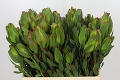 Leucadendron Laurel Yellow 60cm Spray