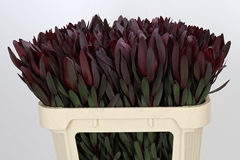 Leucadendron Safari Sunset 70cm