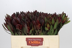 Leucadendron Safari Sunset 50cm