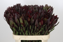 Leucadendron Safari Sunset 80cm