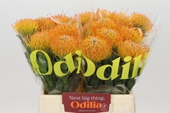 Leucospermum Jelena 40cm