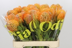 Leucospermum Jelena 60cm