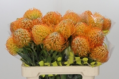 Leucospermum Jelena 60cm