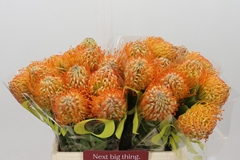 Leucospermum Jelena 40cm