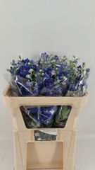 Delphinium Double Delphi's Blue Emerald 70cm