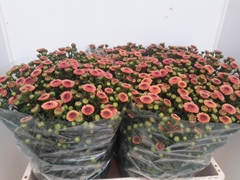 Chrysanth Santini Calimero Apricot 55cm 36gr.