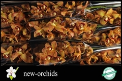 Cymbidium Charly Brown 60cm